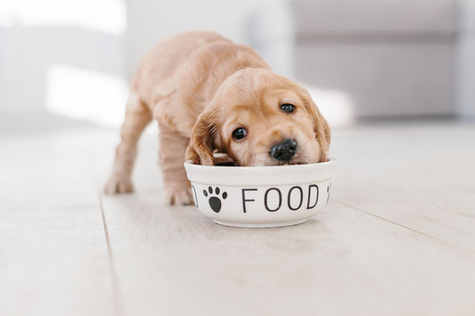 How to feed your puppy well and avoid obesity