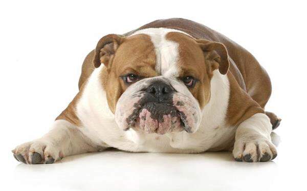 5 easy steps to prevent canine obesity