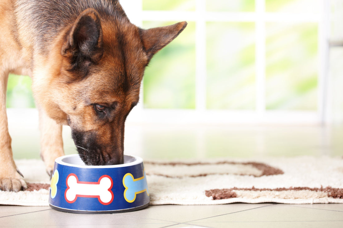 Feeding a senior dog